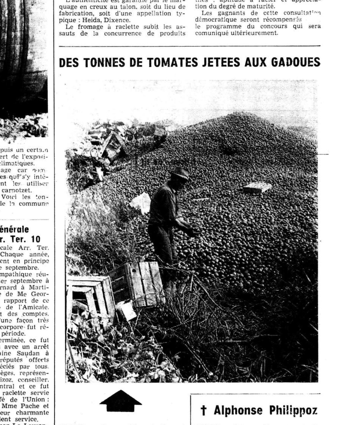 Aperçu de l’article de presse sur les tomates